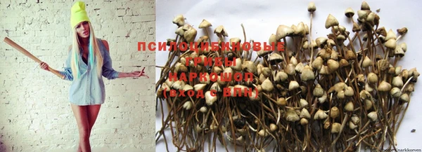 apvp Аркадак